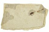 Fossil True Weevil (Curculionidae) Beetle - France #254566-1